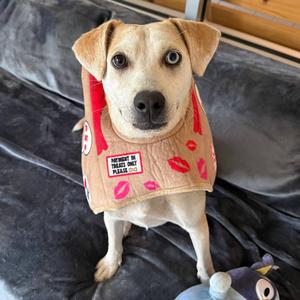 Wilson, Mixed Breed (Medium), available for adoption