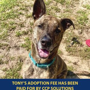 Tony, Mixed Breed (Large), senior, available for adoption