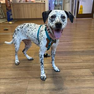 A spotted Dalmatian-mix dog wearing a teal harness standing on a wooden floor, looking at the camera with its tongue hanging out.