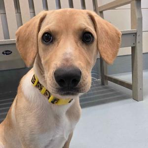 Helly R., Retriever, Labrador, puppy, available for adoption