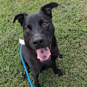 Bubba, Retriever, Black Labrador, adult, available for adoption