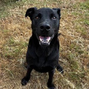 Bubba, Retriever, Black Labrador, adult, available for adoption