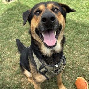 Bear, Shepherd, German, adult, available for adoption