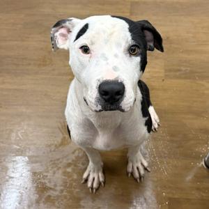 Malcolm, Terrier, Pit Bull, adult, available for adoption