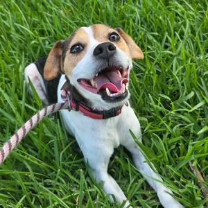 Douglas Jamal, Terrier, adult, available for adoption