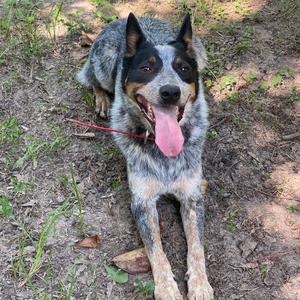 Jax, Blue, Lenny, American Blue Heeler, adult, available for adoption
