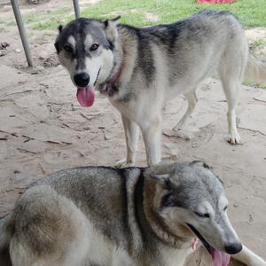 Maya and Frankie, Husky, adult, available for adoption
