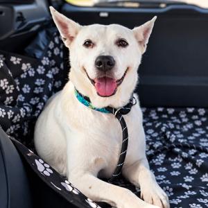 Nelly, Shepherd, senior, available for adoption