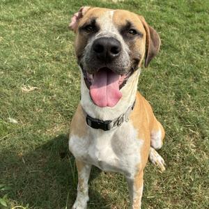 Blues, Boxer, adult, available for adoption