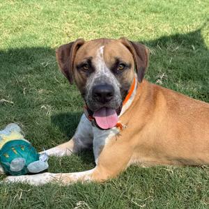 Blues, Boxer, adult, available for adoption