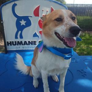 Ginny, Shepherd, adult, available for adoption