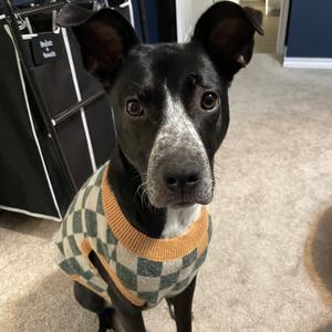 Maple, Terrier, Pit Bull, adult, available for adoption