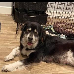 Duchess, Husky, senior, available for adoption