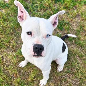 Biscuit, Terrier, Pit Bull, adult, available for adoption