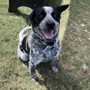 Marlow, American Blue Heeler, adult, available for adoption