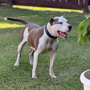 King, Terrier, Pit Bull, adult, available for adoption