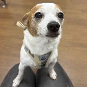 Rita, Chihuahua, adult, available for adoption