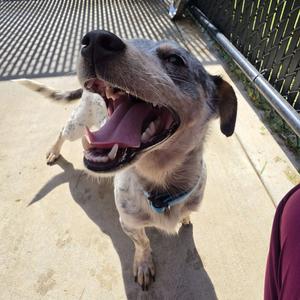 Manhattan, Dachshund, adult, available for adoption