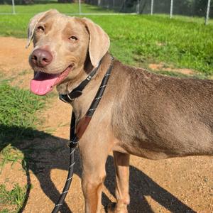Muffin Man, Weimaraner, adult, available for adoption