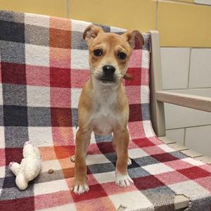 Ludwig, Shepherd, German, puppy, available for adoption