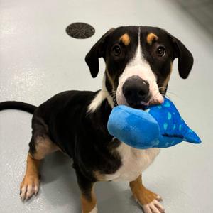 Harvey, Boxer, adult, available for adoption
