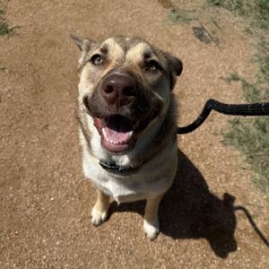A happy dog with a brown and white coat, wearing a black collar, sitting on a dirt path with a leash attached.