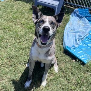 Billy Boy, Catahoula Leopard Dog, adult, available for adoption