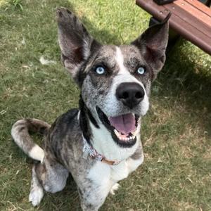Billy Boy, Catahoula Leopard Dog, adult, available for adoption