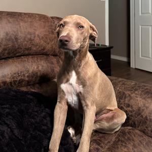 Hoss, Weimaraner, adult, available for adoption