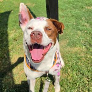 Billie, Terrier, American Staffordshire, adult, available for adoption