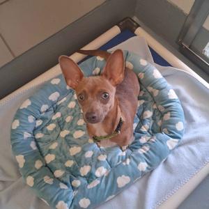 Aliene, Chihuahua, adult, available for adoption