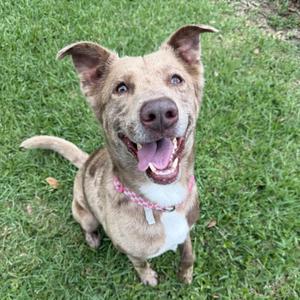 Apollo, Shepherd, Australian, adult, available for adoption