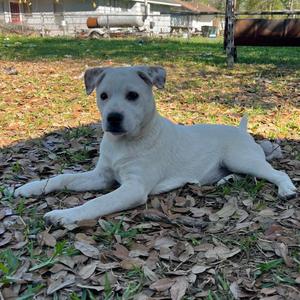 Linda + Princesa, Beagle, adult, available for adoption