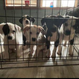 Chungus, Delta, Hoppy, Olive, Violet, Squirrel, Shepherd, puppy, available for adoption