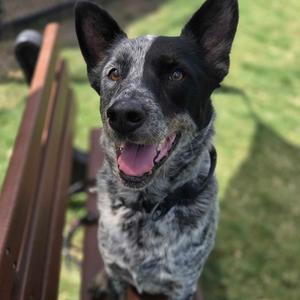 A happy dog with a black and white speckled coat, sitting on a wooden bench and looking up with its tongue out.