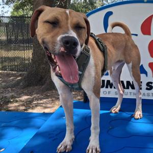 Penguin, Mixed Breed (Medium), adult, available for adoption