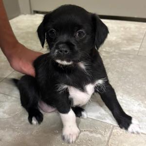 Delilah, Shih Tzu, puppy, available for adoption