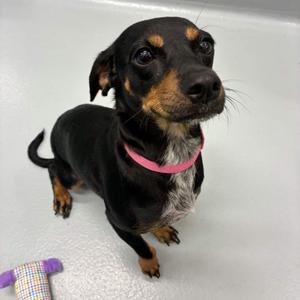Colette, Dachshund, adult, available for adoption