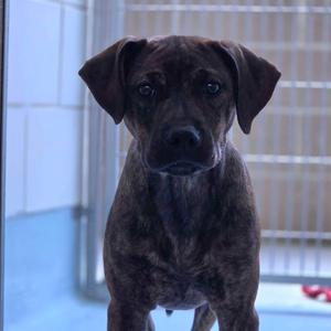 Hazel, Black Mouth Cur, puppy, available for adoption