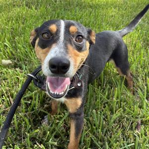 Bronx, Dachshund, adult, available for adoption
