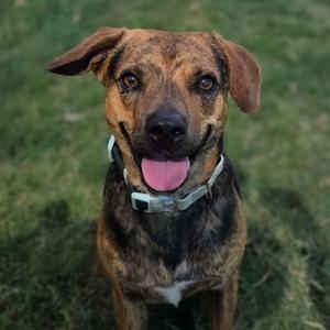 A brown and black brindle dog with floppy ears and a pink tongue, wearing a white collar, sitting on grass.