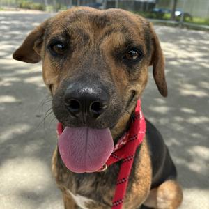 Jett, Black Mouth Cur, adult, available for adoption