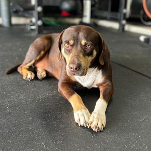Cole, Hound, adult, available for adoption