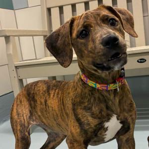Blair, Black Mouth Cur, puppy, available for adoption