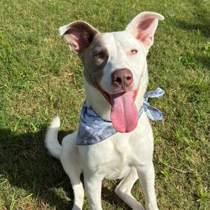Finn, Terrier, Pit Bull, adult, available for adoption