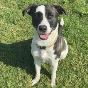 Piper, Collie, adult, available for adoption