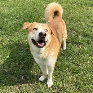 Curly, Retriever, Labrador, adult, available for adoption