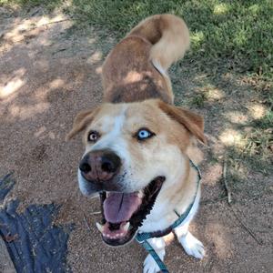 A happy dog with blue eyes and a brown and white coat, wearing a green collar, standing on a dirt path with grass in the background.