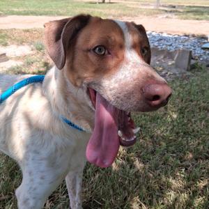 Duke, Cattle Dog, Australian (Red Heeler), adult, available for adoption