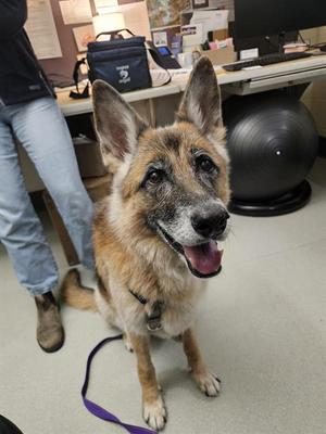 MINNIE, German Shepherd Dog, adult, available for adoption